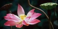Thương Lắm